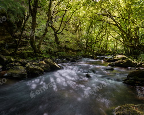 Preview: Mystic Mood in a River among Old Oaks