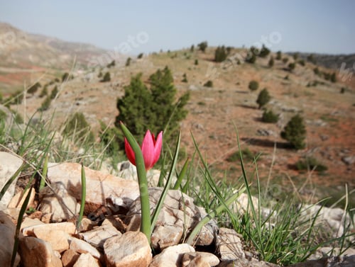 Preview: wild, red mountain tulip