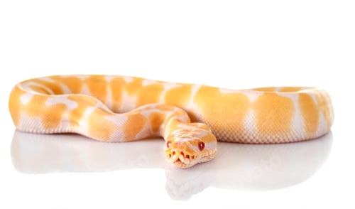 Preview: royal python in studio