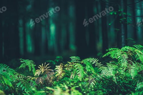 Preview: Forest Ferns Closeup