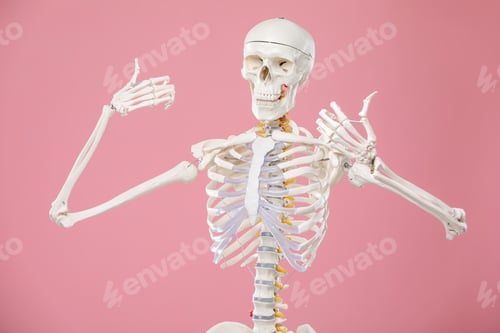 Preview: Artificial human skeleton model on pink background