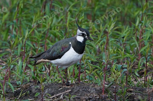 Preview: Northern lapwing (Vanellus vanellus)