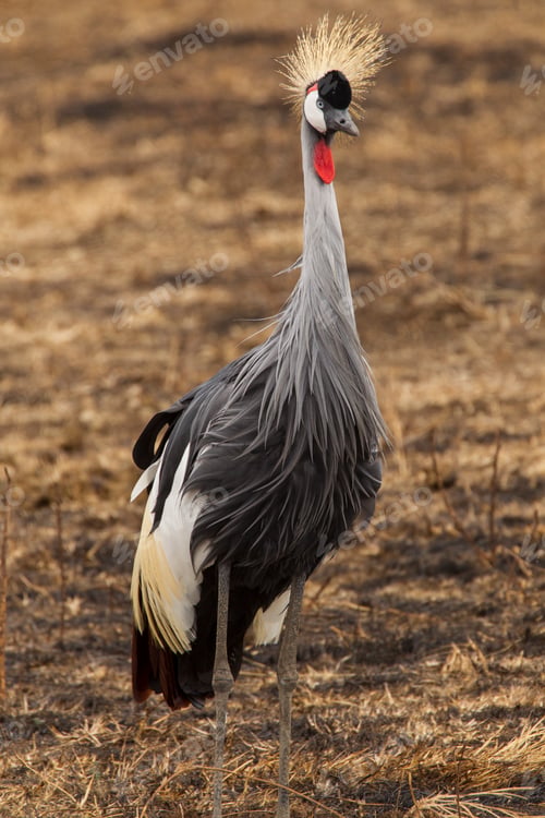 Preview: Majestic crowned crane posing in its natural habitat