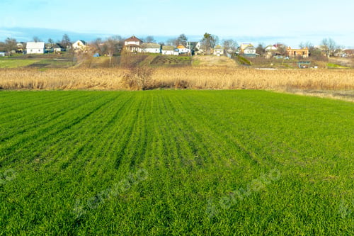 Preview: lines of shoots. Plowed agricultural field ready for seed sowing, planting process. ploughed soil
