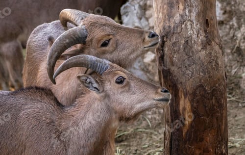 Preview: Two young mountain goats with curved horns standing near a tree trunk in a natural habitat.