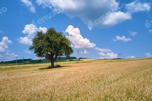 Preview: Aerial landscape view of one green tree growing between cultivated yellow agricultural fields with