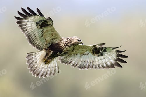 Preview: Rough-legged buzzard (Buteo lagopus)