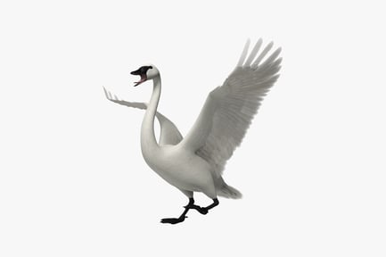 Preview: Swan with outspread wings