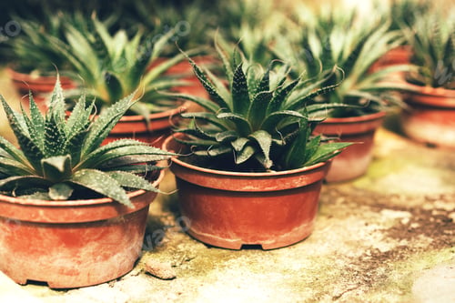 Preview: Closeup of a group of succulents havortia in brown pots in a greenhouse on a concrete shelf