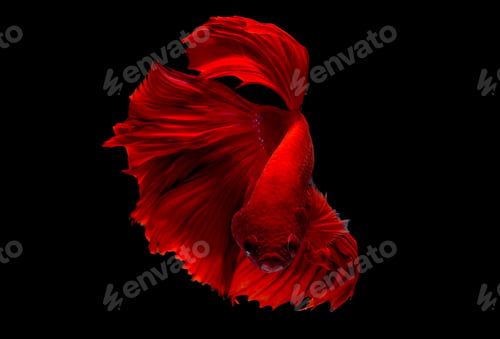 Preview: Red betta fish, Siamese fighting fish was isolated on black background