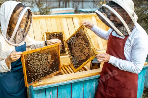 Preview: Beekepers with honeycombs on the apiary