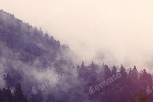 Preview: Fog in the forest