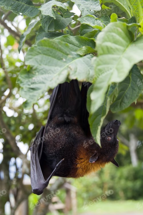 Preview: Large Flying Fox (Pteropus vampyrus) hanging in a tree at Bali Indonesia