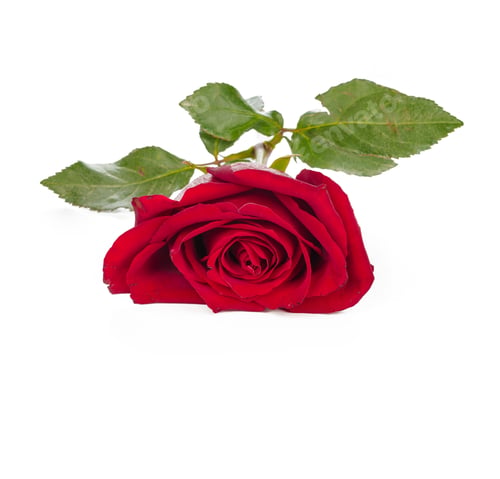 Preview: red rose with green leaves isolated on white background