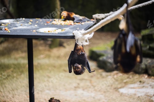 Preview: Bats are hanging in zoo cage. Giant golden-crowned flying fox.