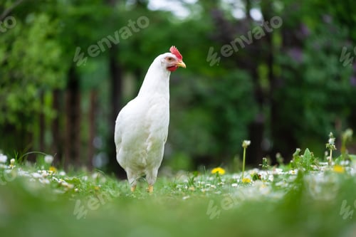Preview: Free range white chicken leghorn breed in summer garden