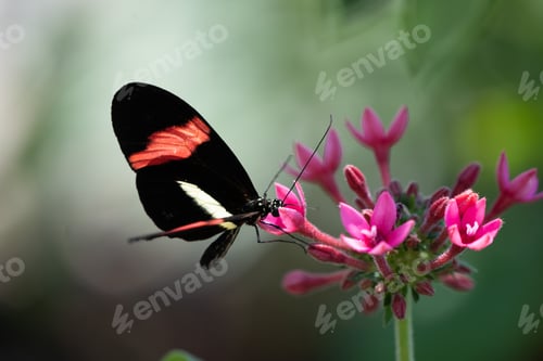 Preview: Butterfly enjoys a drink from the cup