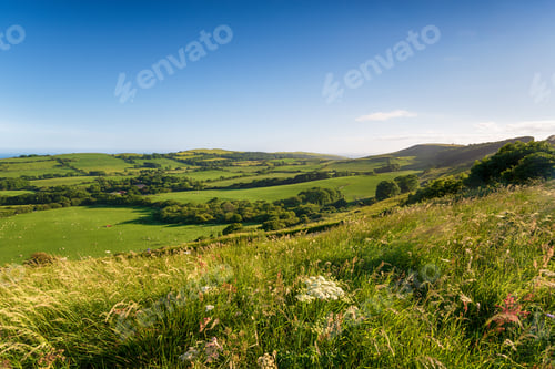 Preview: Summer in the Dorset countryside