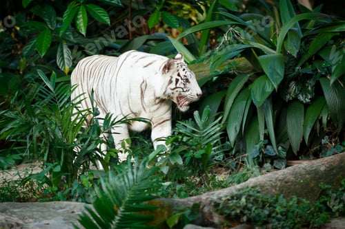 Preview: White tiger
