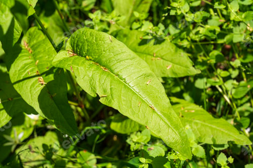 Preview: Fresh green leaves close up