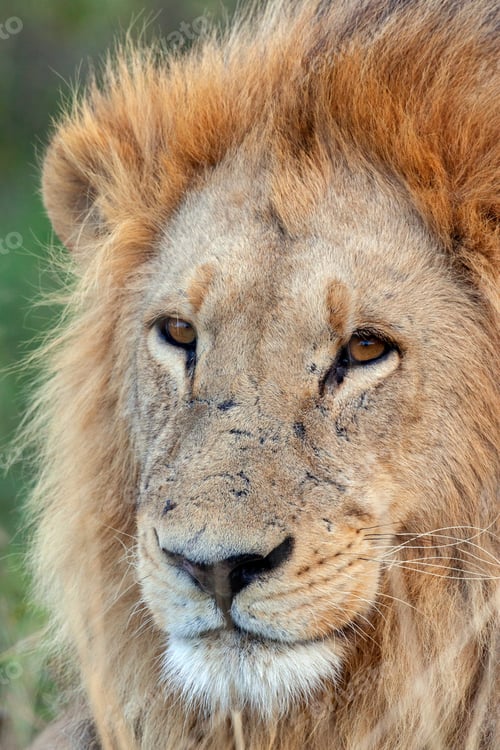 Preview: Lion - Botswana - Africa
