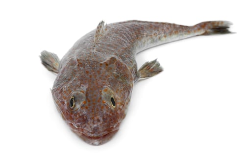 Preview: Fresh raw flathead fish