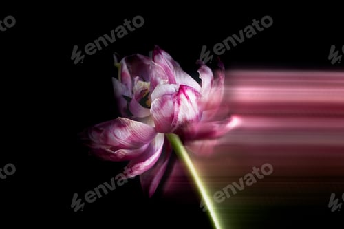 Preview: Close up of dried parrot tulips.