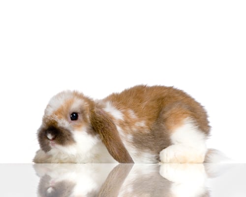 Preview: Lop Rabbit