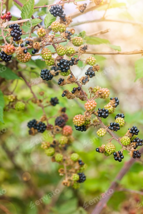 Preview: Ripe and unripe blackberries