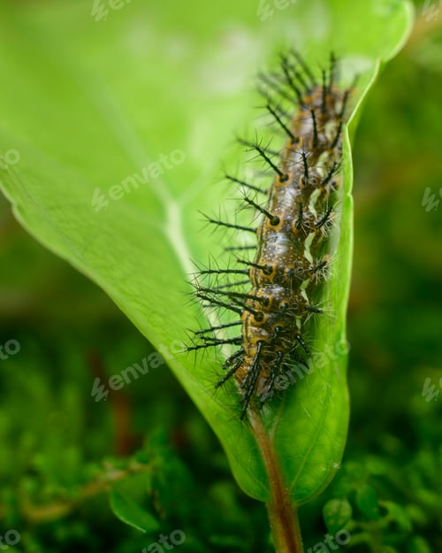 Preview: Common leopard larva eating Governor’s plum leaf close up macro.