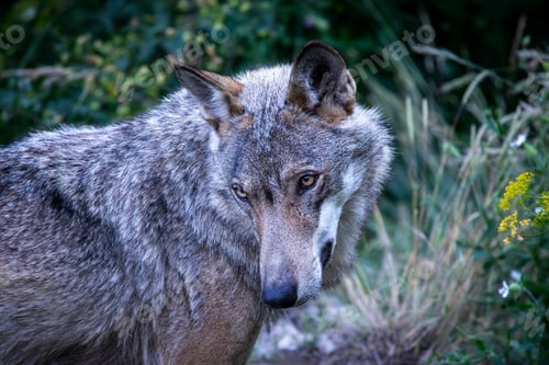 Preview: Canis lupus italicus (subspecies of the gray wolf, Canis lupus).