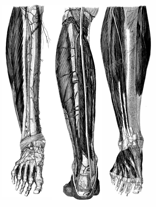 Preview: Human Anatomy - Physiology