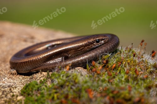 Preview: Twisted European copper skink, ablepharus kitaibeli, hiding in nature