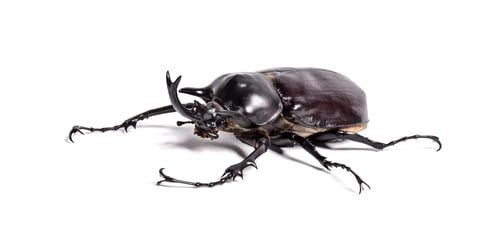 Preview: Actaeon beetle, Megasoma actaeon, a rhinoceros beetle, in front of white background