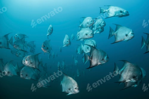 Preview: Underwater shot of schooling atlantic spade fish, Quintana Roo, Mexico