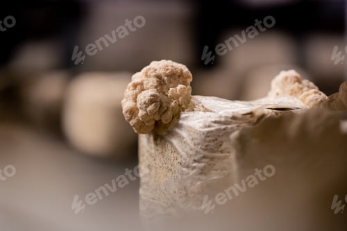 Preview: close-up of lion's mane mushroom Eco-food Bio Vegetarian food Edible mushrooms Growing plastic bags