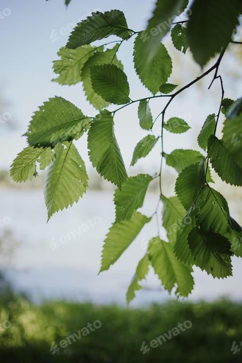 Preview: Vertical shot of beautiful Wych elm tree leaves and a sky background
