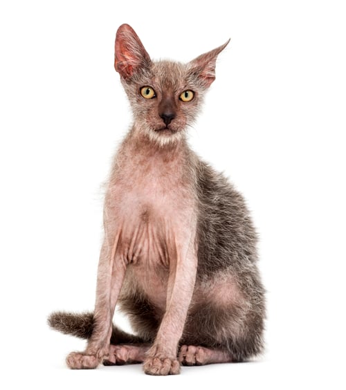 Preview: Kitten Lykoi cat, 3 months old, also called the Werewolf cat against white background