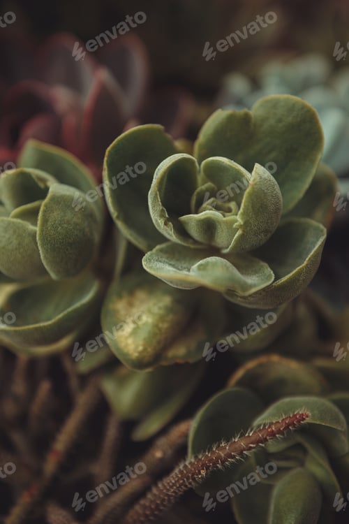 Preview: succulent