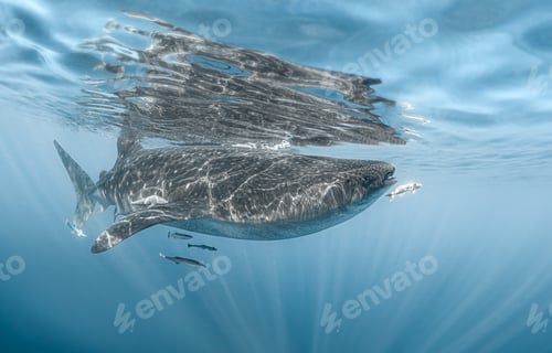 Preview: Whale and other fish swimming in the ocean - great for an article about underwater life