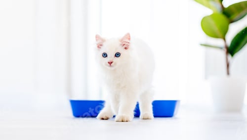 Preview: Ragdoll cat in light room