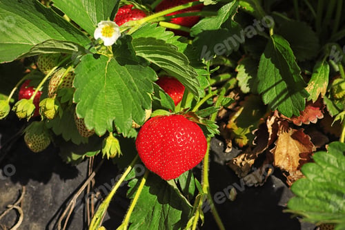 Preview: Bush with ripe strawberries in garden on sunny day