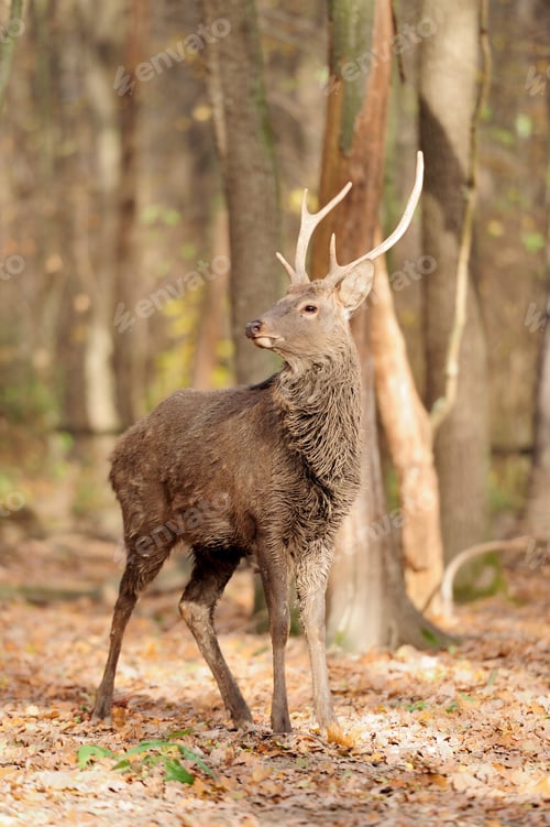 Preview: Deer