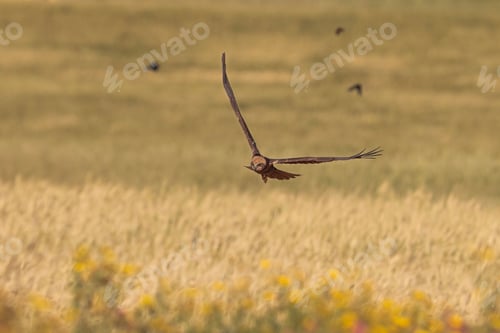 Preview: Female sub adult western marsh harrier Circus aeruginosus on spring migration, Malta