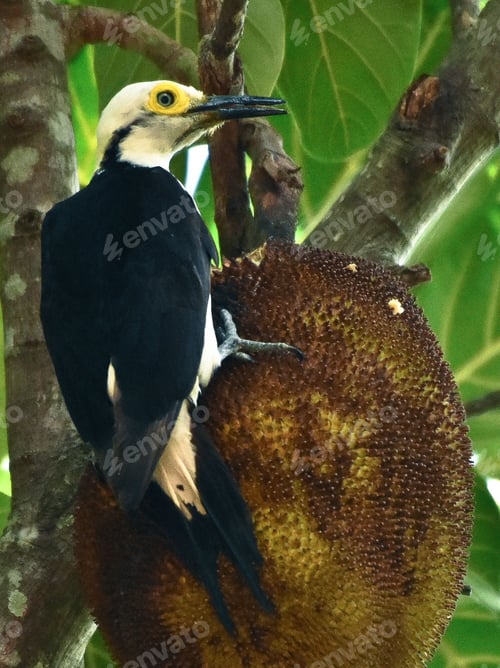 Preview: Close-up of a black and white woodpecker perched on a tree trunk in a lush green forest.