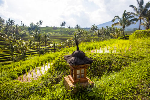 Preview: Small altar at rice fields of Jatiluwih in southeast Bali
