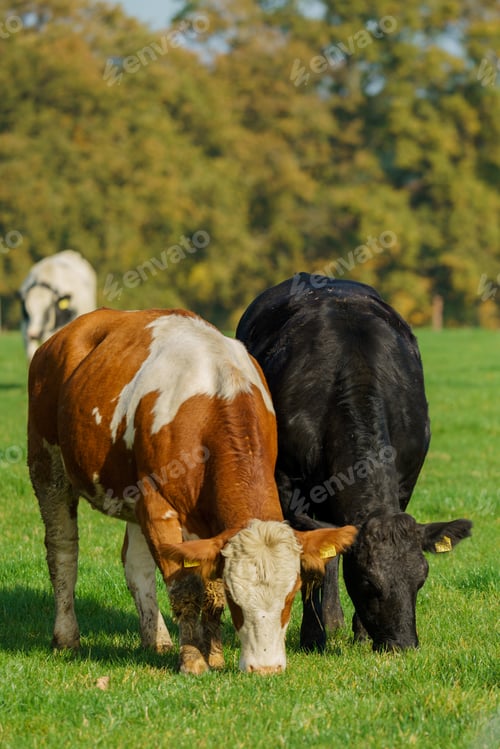 Preview: Herd of cows at summer green field. Cows On On Farmland