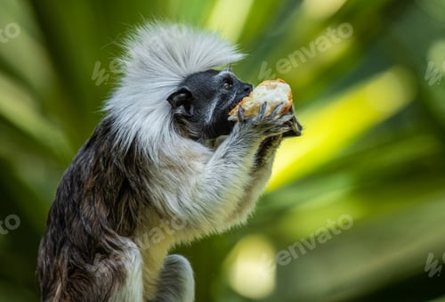 Preview: Monkey eating a piece of bread in a tropical forest