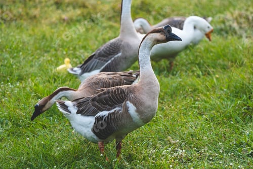 Preview: Geese Family Gathering in Lush Green Meadow