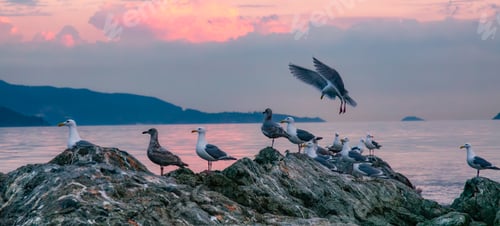 Preview: Birds on a rocky island in Howe Sound. Cloudy Sunset. West Coast Pacific Ocean